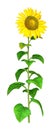 3D Rendering Sunflower on White