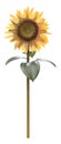 3D Rendering Sunflower on White