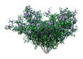 3D Rendering Syringa Flowers on White