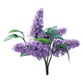 3D Rendering Syringa Flowers on White