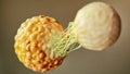 3D Rendering of a T-Cell Attacking a Cancer Cell