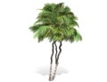 3D rendering - tall coconut tree isolated over a white background