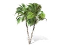 3D rendering - tall coconut tree isolated over a white background