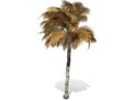 3D rendering - tall coconut tree isolated over a white background