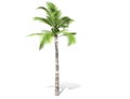 3D rendering - tall coconut tree isolated over a white background Royalty Free Stock Photo