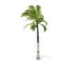 3D rendering - tall coconut tree isolated over a white background