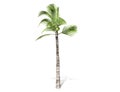 3D rendering - tall coconut tree isolated over a white background