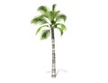 3D rendering - tall coconut tree isolated over a white background Royalty Free Stock Photo