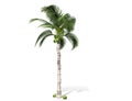 3D rendering - A tall coconut tree isolated over a white background