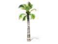 3D rendering - tall coconut tree isolated over a white background Royalty Free Stock Photo