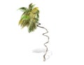 3D rendering - A tall coconut tree isolated over a white background