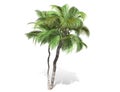 3D rendering - tall coconut trees isolated over a white background Royalty Free Stock Photo