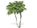 3D rendering - tall coconut trees isolated over a white background Royalty Free Stock Photo