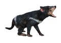 3D Rendering Tasmanian Devil on White Royalty Free Stock Photo