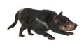 3D Rendering Tasmanian Devil on White Royalty Free Stock Photo