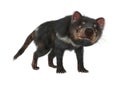 3D Rendering Tasmanian Devil on White Royalty Free Stock Photo