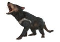 3D Rendering Tasmanian Devil on White Royalty Free Stock Photo