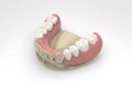 3D rendering teeth Royalty Free Stock Photo