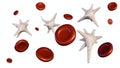 3d rendering of Thrombocytes and red blood cells