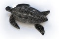 3d rendering top view of Leatherback turtle or Dermochelys coriacea, isolated on white background, clipping paths Royalty Free Stock Photo