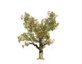 3D Rendering - A tree isolated over a white background