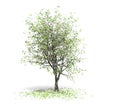 3D Rendering - A tree isolated over a white background