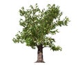 3D rendering - A tree of plants isolated over a white background