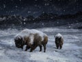 3D rendering of two majestic bison in a winter landscape