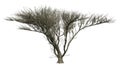 3D Rendering Umbrella Thorn Tree on White