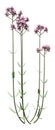 3D Rendering Verbena Bonariensis on White