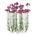 3D Rendering Verbena Bonariensis on White