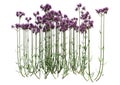 3D Rendering Verbena Bonariensis on White