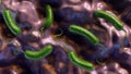 3D rendering of Vibrio vulnificus Royalty Free Stock Photo