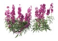 3D Rendering Wallflower Plants on White