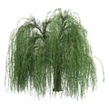 3D Rendering Weeping Willow on White