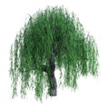 3D Rendering Weeping Willow on White