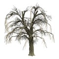 3D Rendering Weeping Willow on White