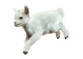 3D Rendering Baby Goat on White Royalty Free Stock Photo