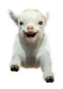 3D Rendering Baby Goat on White Royalty Free Stock Photo