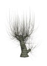 3D Rendering White Willow Tree on White