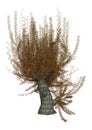 3D Rendering White Willow on White