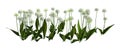 3D Rendering Wild Garlic Plants on White