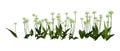 3D Rendering Wild Garlic Plants on White