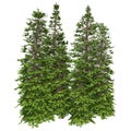 3D Rendering Wollemi Pine Trees on White