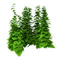 3D Rendering Wood Nettle on White