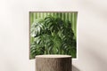 3D rendering wood platform podium with monstera plant product presentation background