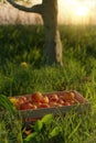 3d rendering of wooden crate full with ripe apples on meadow grass in the evening sunlight