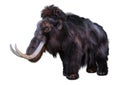 3D Rendering Woolly Mammoth on White