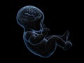 x-ray image of baby with a brain inside. Royalty Free Stock Photo