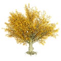 3D Rendering Beech Tree on White